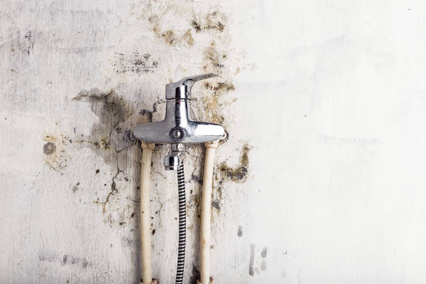 Best Mold Removal Near Me  in La Palma, CA