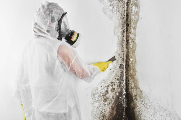 Best Black Mold Removal  in La Palma, CA