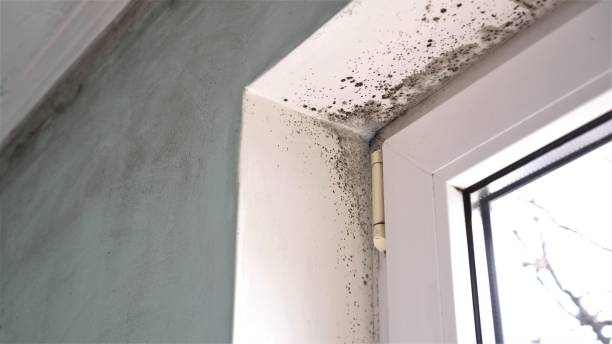 Office Mold Removal Services in La Palma, CA