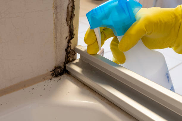 Best Certified Mold Removal  in La Palma, CA