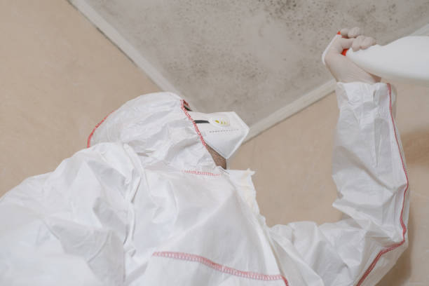Best Toxic Mold Removal  in La Palma, CA