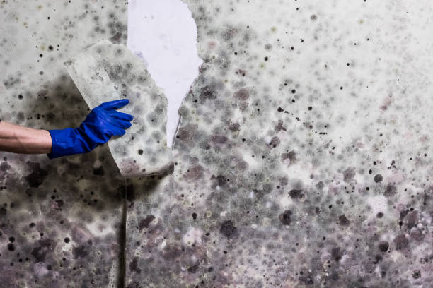 Best Fast Mold Removal  in La Palma, CA