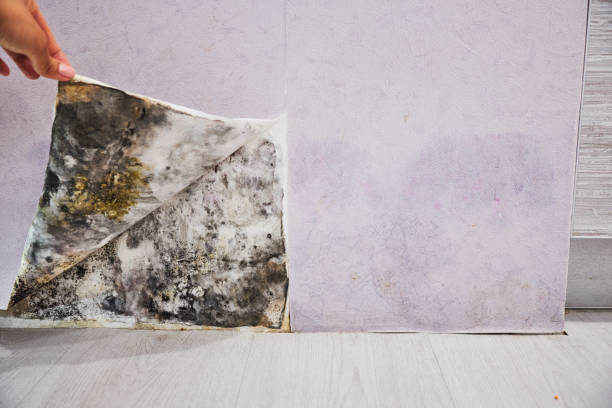 Best Residential Mold Removal  in La Palma, CA